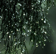 Tree with rain drops