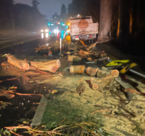 Fallen branch on ralston