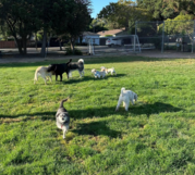 Dogs at off leash park