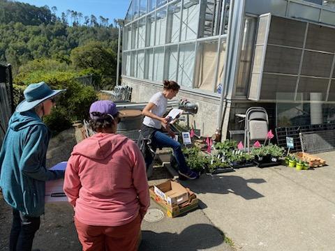 Volunteers collect native pollinator plants from the UC Berkeley Botanical Garden.