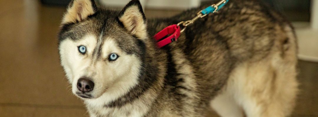 Adopt your next pet from the City’s animal shelter