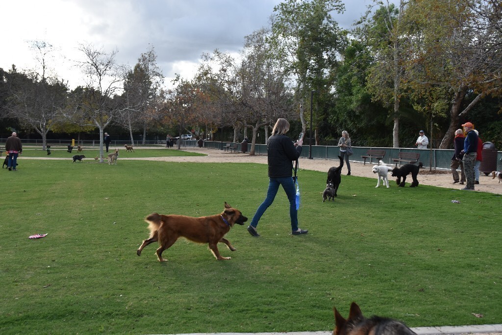 Pooch Park with dogs