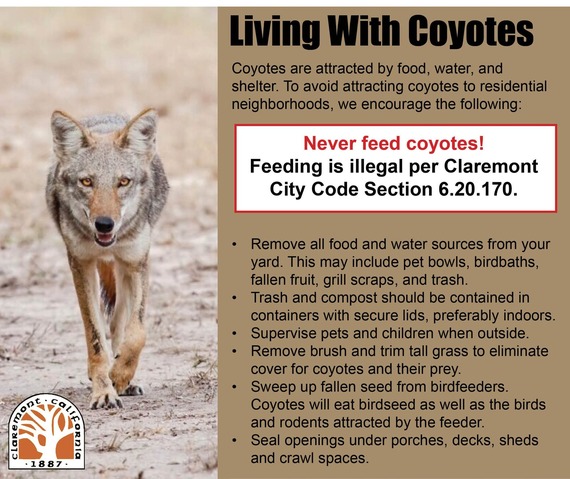 Coyote Tips 1