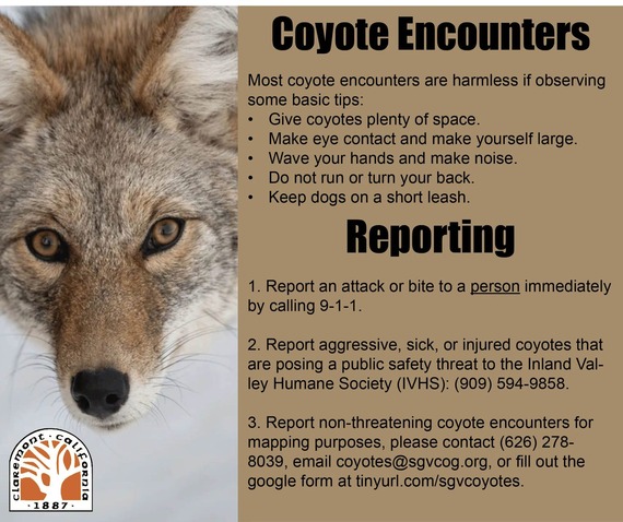 Coyote Tips 2