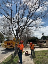 Tree Trimming 