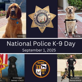 K9  Day 