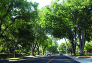 Trees