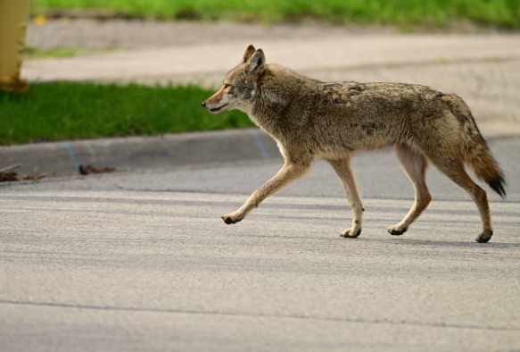 coyote