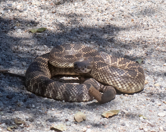 Rattlesnake