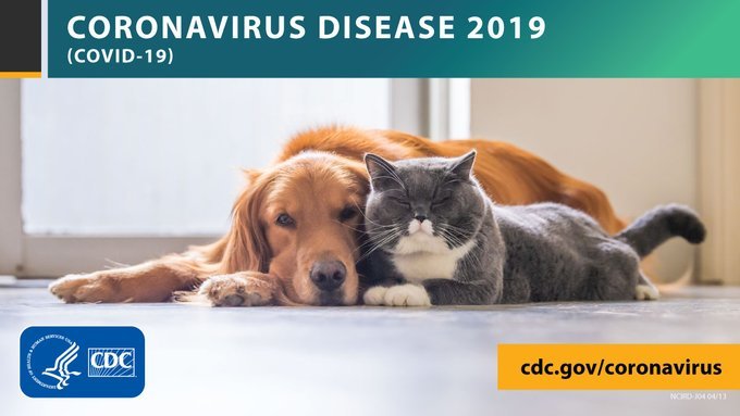 Coronavirus Disease 2019 (COVID-19) Information for Pet Owners dog and cat pictured