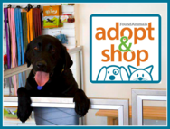 cute chocolate lab saying (nonverbally) please adopt me!
