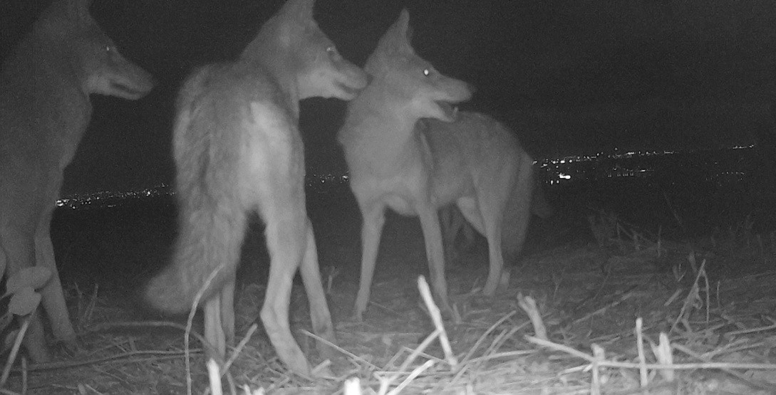 Coyote - November 2020