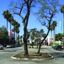 Streetscape Median near Helms Avenue