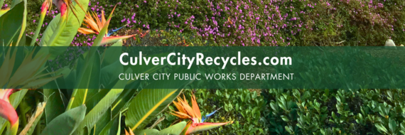 Birds of Paradise Flowers in Culver City