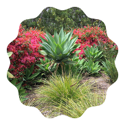 photo of xeriscaped California garden