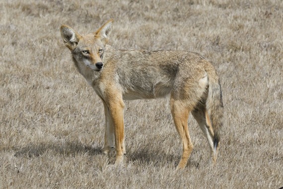 Photo of a coyote