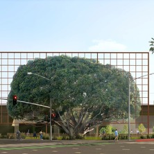 A Frame for a Tree Rendering