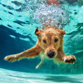 Pooch Plunge