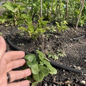 Lifecycles of a Garden