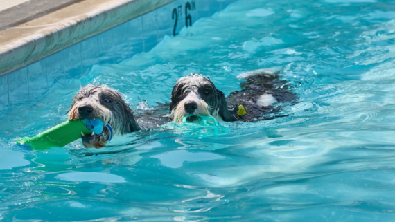 Pooch Plunge 