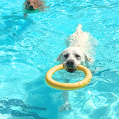 White labrador dog bites onto pool toy as they swim through the Blackberry Farm Pool during Pooch Plunge