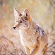 Coyote