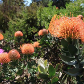 Santa Cruz Gardens