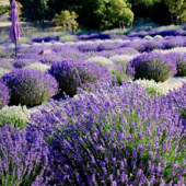 Lavender Farm