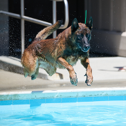 German shepherd leaps into pool at Blackberry Farm and Pools
