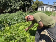 Farmer in bean crop