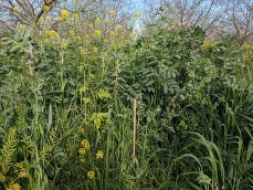 Picture of cover crop species planted in orchard. 