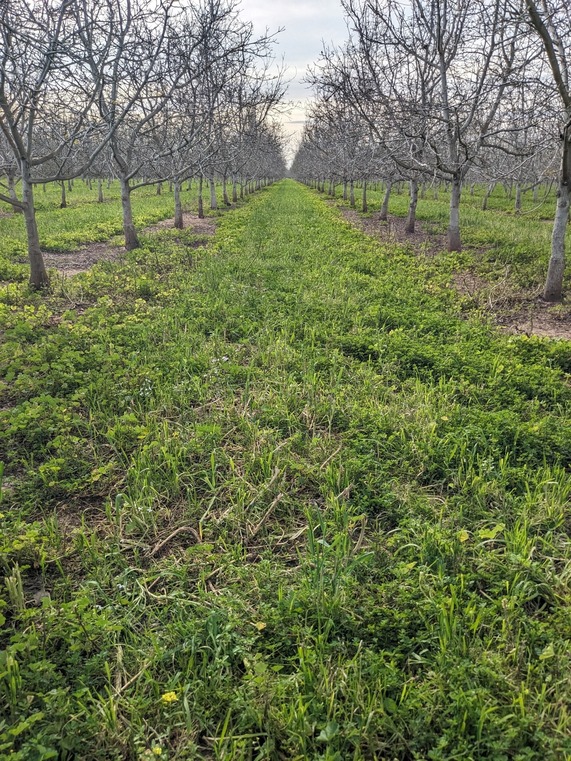 Orchard rows with cover crops after sheep grazing. 