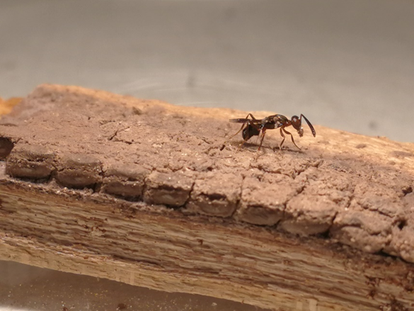 An adult Anastatus orientalis. Photo by Robert Malek, University of Trento. 