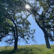 Two mature blue oak trees on grassland historically managed with fire by California tribes. 