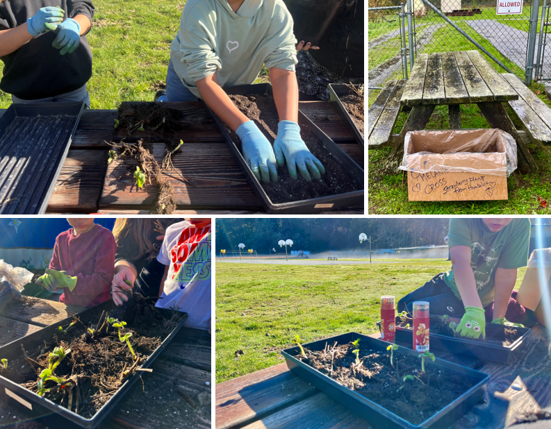 students outside working with strawberry plants