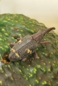 avocado weevil