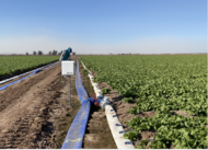 Desert lettuce field set up_Montazar 2024