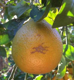 SweetOrangeScab_cropped