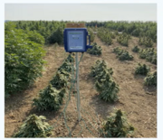 Hemp pic
