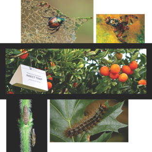 Images of a Japanese beetle, Medfly, glassy-winged sharpshooters and gypsy moth caterpillar around a photo of a trap in a tree