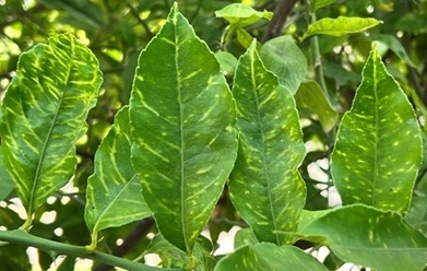 cyvcv3
