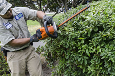 Image of DGS employee trimming bushes 