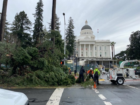 photo of tree clean up at Capitol Park 