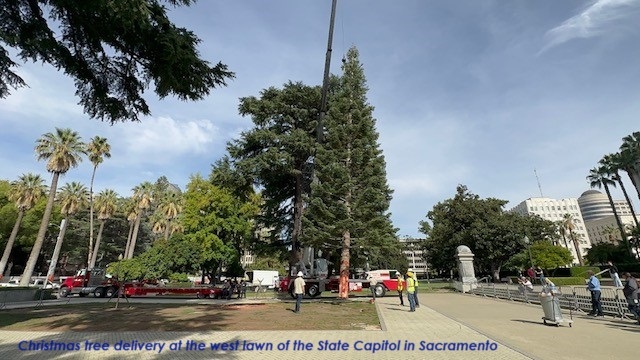 Christmas tree delivery at the west lawn of the State Capitol in Sacramento