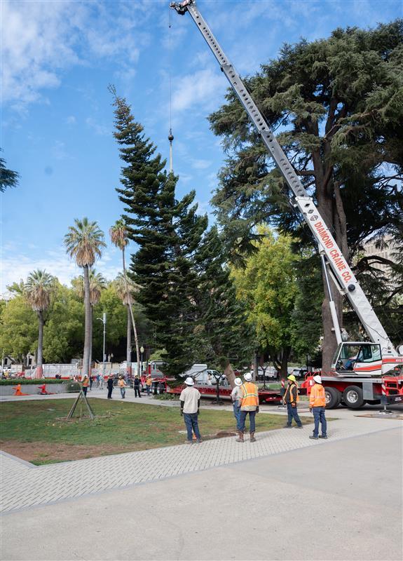 capitol-tree-arrival