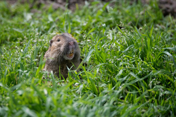 Choose IPM: Gopher Management at Schools