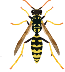 Wasp image
