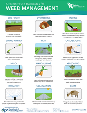 BMP Weeds on Blacktops