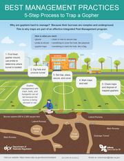 5 Step Process to Trap a Gopher Factsheet