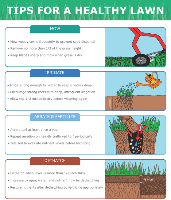 Tips for Healthy Lawn _ Eng